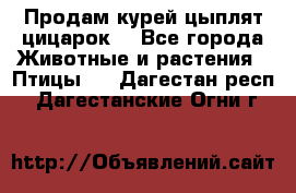 Продам курей цыплят,цицарок. - Все города Животные и растения » Птицы   . Дагестан респ.,Дагестанские Огни г.